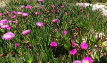 Cortijo de Suerte Alta